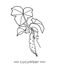Cucumber with a flower and leaves on a branch. Linear vector illustration.