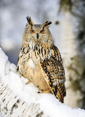 Big Eastern Siberian Eagle Owl