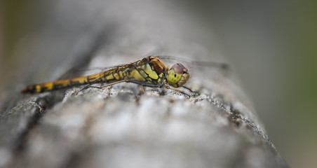Libelle Nahaufnahme von der Seite fotografiert auf einem hölzernem Untergrund