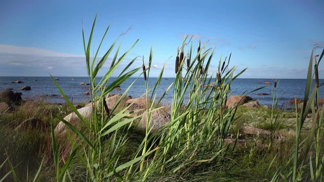 Rogoz Latin Typha a sort of plants of the Typhaceae family on the stony coast of the Gulf of Finland