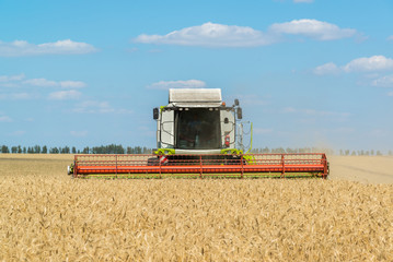 Fototapeta premium Combine harvester works at wheat field, Russia