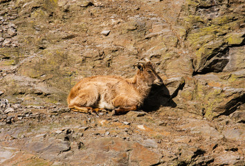 Mountain goat in a zoo