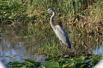 Grey heron