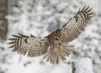 Fototapeta na wymiar Eurasian Tawny Owl in flight
