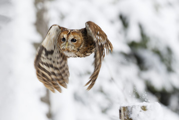 Naklejka na ściany i meble Eurasian Tawny Owl in flight