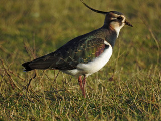 Lapwing