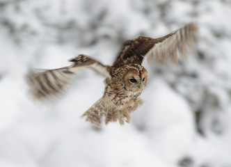 Eurasian Tawny Owl in flight