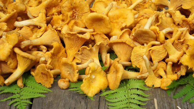 raw chanterelle mushroom on a wooden table with fern leaves, dolly motion 