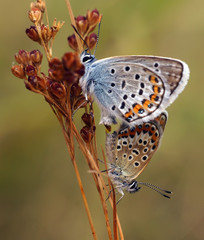 Бабочка-голубянка в природе