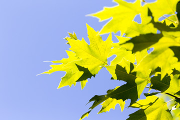 Green maple leaves on a tree in the nature