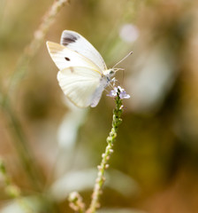 White butterfly on a plant in nature