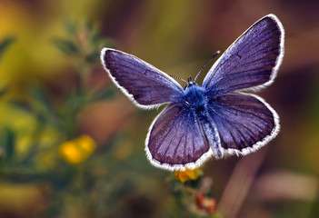 Бабочка-голубянка в природе