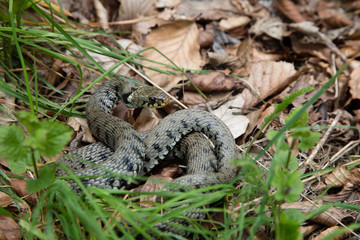 biscia dal collar natrix natrix