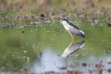 Nitticora in acqua