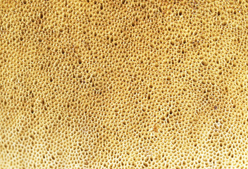 Morphology of fungi: tubular hymenophore background. Edible mushroom close-up view