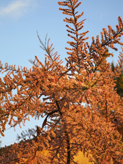 Tree in Jastarnia. Hel Peninsula. Poland