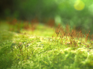 Polytrichum commune. Texture of green moss on summer sunlight, macro. Soft beautiful nature abstract, foliage sunny background