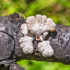 Inedible mushroom Melanistic ordinary ( lat. Schizophyllum commune )
