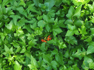 Hedera helix Ivalace English Ivy. A rare Ivy with strikingly different bronze-green crinkled lacy...