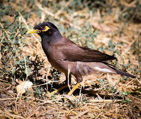 Indian starling in the open air