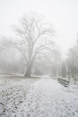 Obraz premium Empty park in the winter after the first snow in the fog