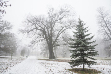 Park in december after first snow in fog