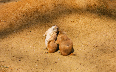 Two prairie dogs scratching