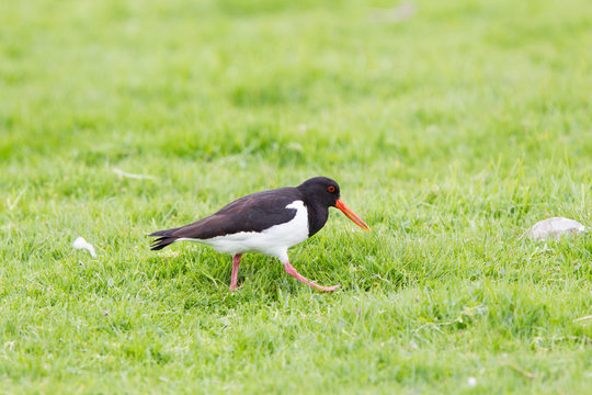 beccaccia di mare Haematopus ostralegus