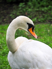 Portrait of a white swan, cygnus olor on a green background