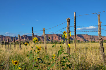 sunflowers near barbed wire fence at ranch
Kanab, Kane County, Utah