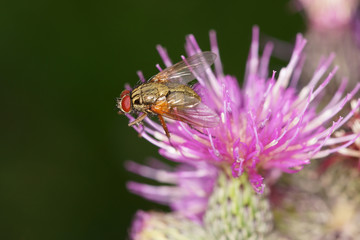 Distel und Fliege