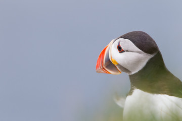 Fototapeta premium Pulcinella di mare fratercula arcaica alcidae