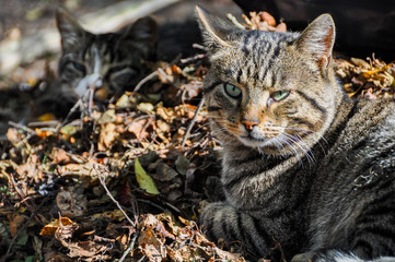 cats sleeping in the leaves outdoor, autumn