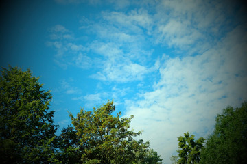 Obraz premium Blue sky, clouds and trees