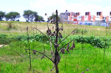 Dry plant in the middle of a green field