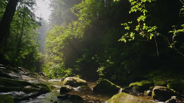 Steadicam shot: Clean mountain stream in the mysterious morning forest. The rays of the sun make their way through the branches of trees.