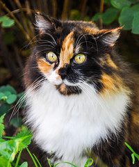 one lost beautiful spotted fluffy multicolor cat outside