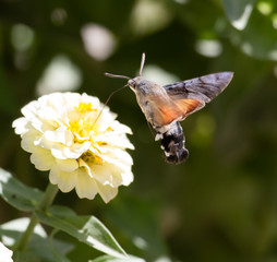 Butterfly in flight gathers nectar from flowers