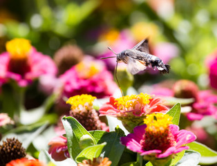 Butterfly in flight gathers nectar from flowers