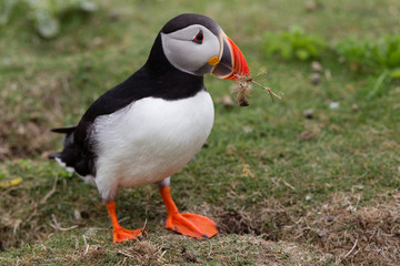 Pulcinella di mare fratercula arcaica alcidae