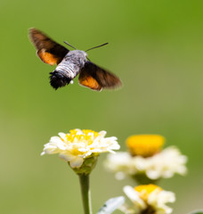 Butterfly in flight gathers nectar from flowers