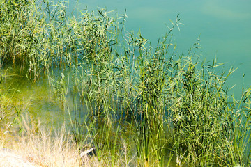 Lake with green cane in the nature