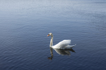 Fototapeta na wymiar Swan