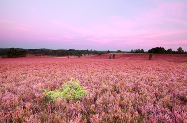 pink meadow with flowering heather