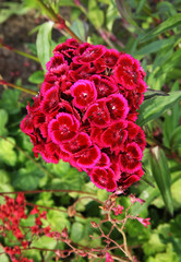 Park near Pilsrundale. Latvia