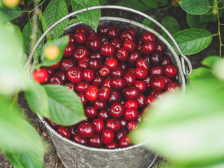 Red cherries in a bucket