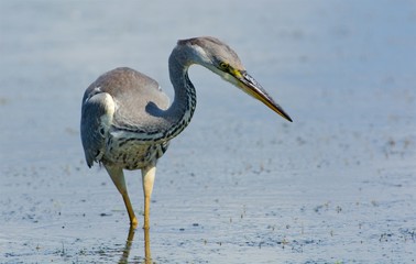Grey Heron on the west coast in Sweden