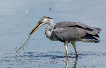 Grey Heron on the west coast in Sweden