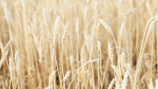 Ears of wheat at dawn
