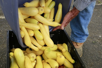 Yellow summer squash being transferred from one bin to another by a farmer at the Farmers Market